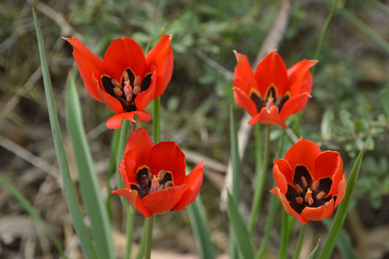 צבעונים בפריחה בגבעות קיבוץ גברעם - הנגב המערבי