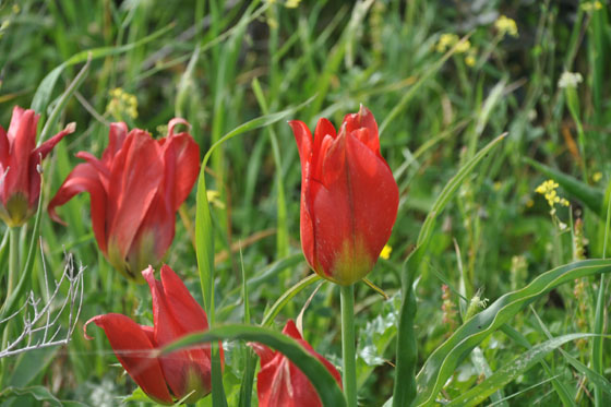 צבעונים בפריחה יפה בגבעת הפריחה לצד בריכות הדגים של מעגן מיכאל - מישור החוף הצפוני