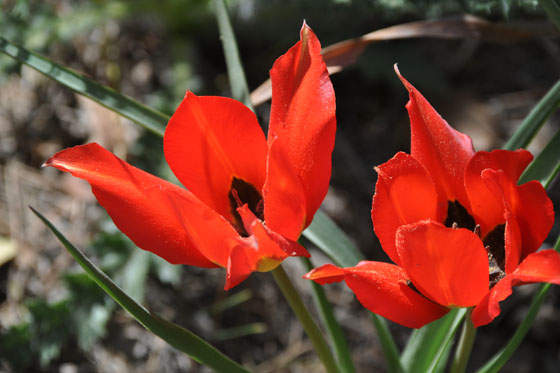 צבעוני ההרים בפריחה בהר יעלה - הרי יהודה