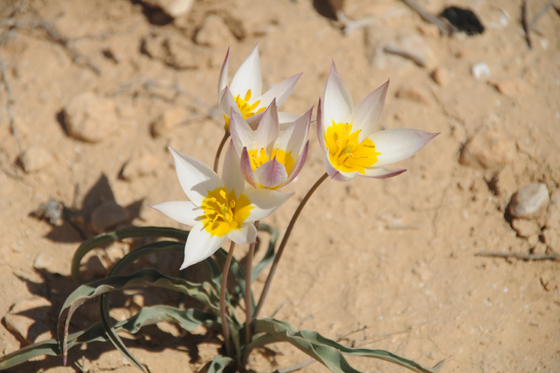 צבעוני ססגוני בפריחה בבורות לוץ - הר הנגב