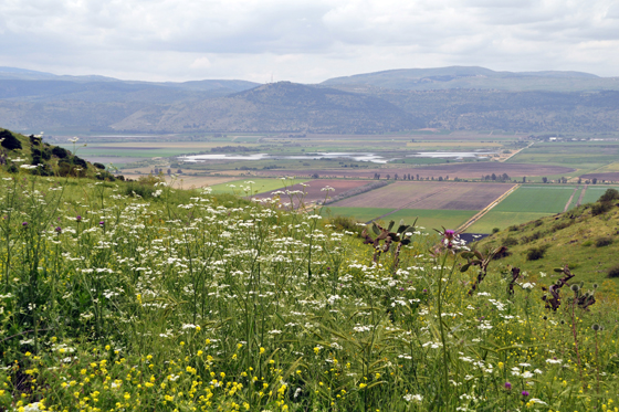 מורדות רמת הגולן מוריקים ופורחים בימות החורף והאביב