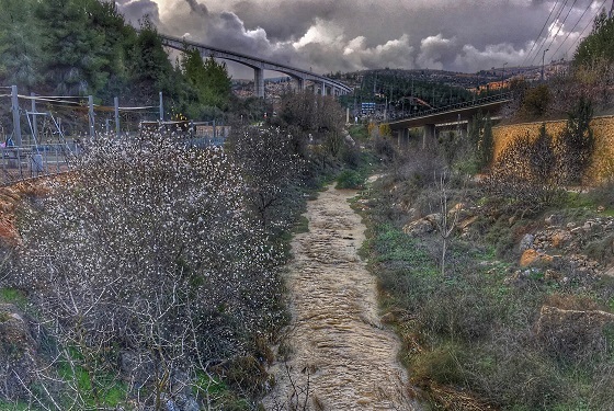 זרימת שיטפונות סביב ירושלים - זרימת נחל שורק בשיטפון ופריחת עצי שקד (שקדיות) בפארק גשר החבלים בעמק הארזים