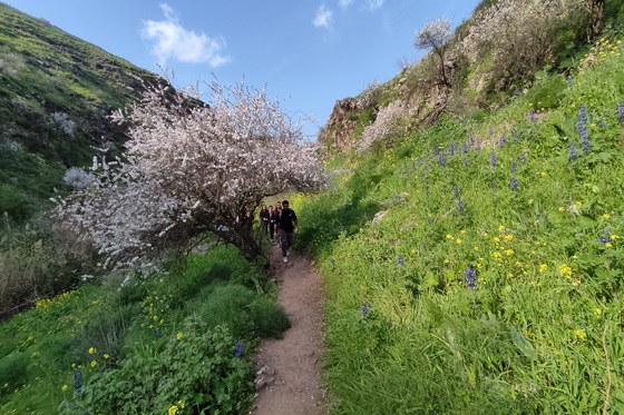 הפנינה של הגליל התחתון: הולכים בשביל לצד נחל תבור ותחת עץ שקד בימי שיא הפריחה