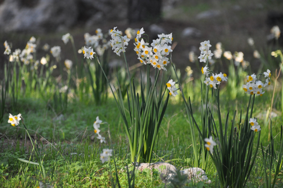 פריחה של נרקיסים בגלבוע