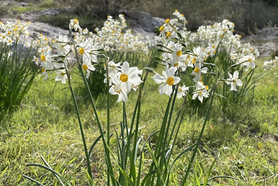 פריחת נרקיסים ביער שוהם