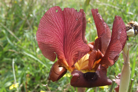 איריס ארגמן בפריחה בנס ציונה - מישור החוף הדרומי
