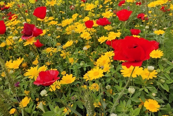 פריחת אביב צומת אלייקים