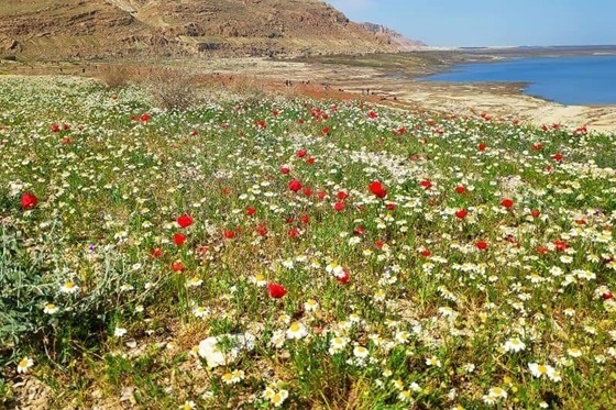 אבנת ים המלח: פריחה ססגונית בימות סוף החורף