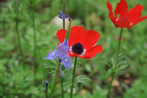 כלניות וצהרונים מצויים בפריחה בהר שאול - הגלבוע