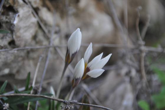 פריחת כרכומים בחורבת כרך בכרמל
