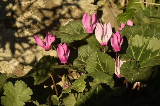 רקפות בפריחה במפל עיט - מרכז רמת הגולן