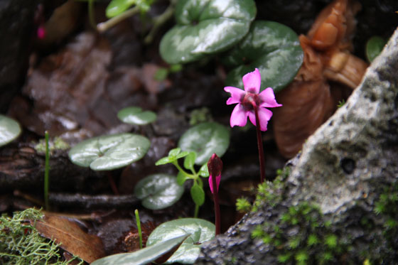רקפות יווניות ביער אודם, סמוך למושב אודם - צפון רמת הגולן