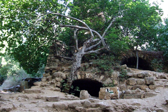 צומת שבילים, מבנה מקושת ועץ ענק בנחל עמוד עליון