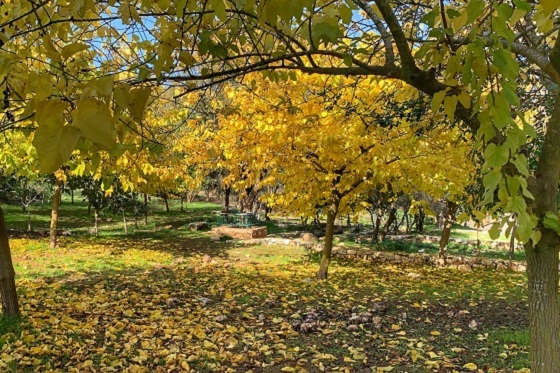 מראה השלכת בסתיו סביב עין קובי