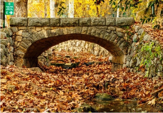 שלכת בעין חמד