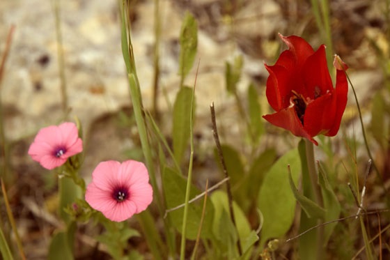 צבעוני ההרים ופרחי פשתה פורחים לצד דרך המשלטים ברכס שיירות - הרי יהודה