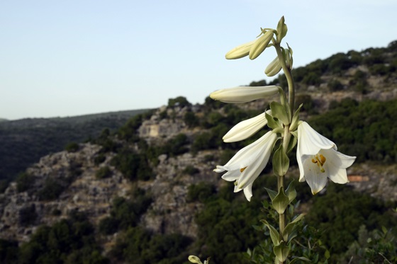 שושן צחור בהר זיו, נחל כזיב הגליל המערבי