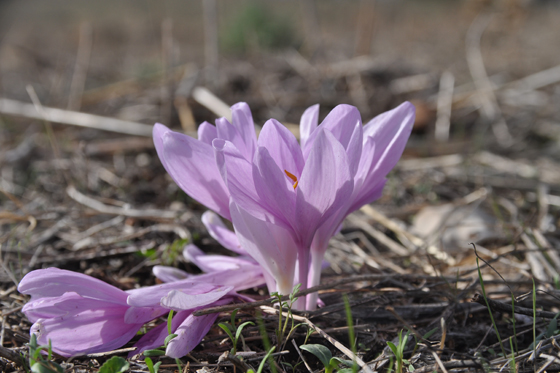 פריחת סתווניות ירושלים באתר יד לשמונה סמוך לראש פינה באצבע הגליל