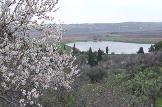 עץ שקד בפריחה מול נוף מאגר איילון - פארק קנדה, השפלה
