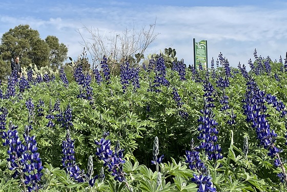 פריחה צפופה בתל קטרה - מישור החוף הדרומי