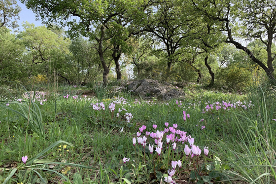 רקפות פורחות תחת עצי אלה ואלון ביער אלות עדה - רמות מנשה
