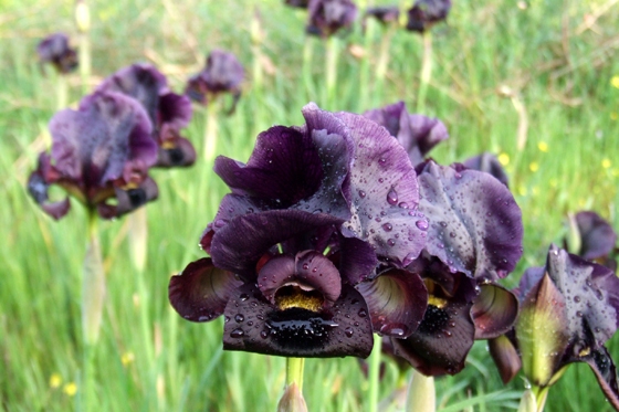 פריחה נדירה קרוב לבית (בשרון) - פריחת פרחי איריס ארגמן בשמורת אלוני קדימה