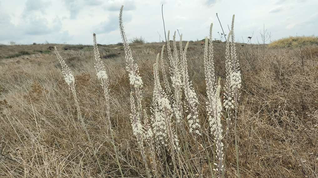 חצבים בתל דור