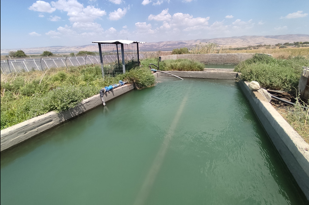 הבריכה המלבנית הצלולה של עין אשר - בריכה חקלאית בארץ המעיינות