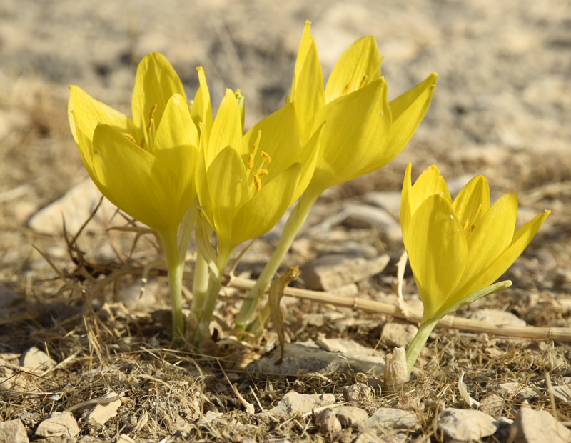 תכשיטי המדבר - חלמוניות במרסבא