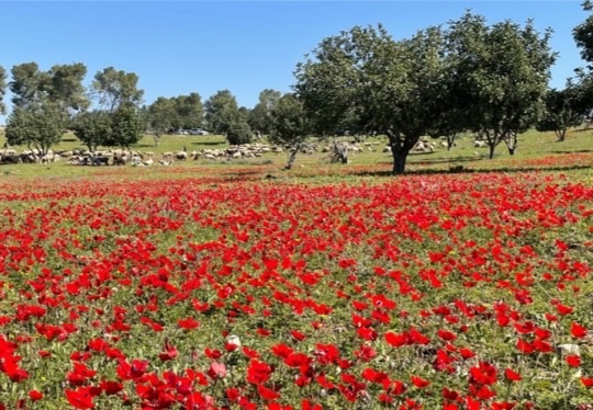 כלניות פורחות ביער שחריה - חבל לכיש