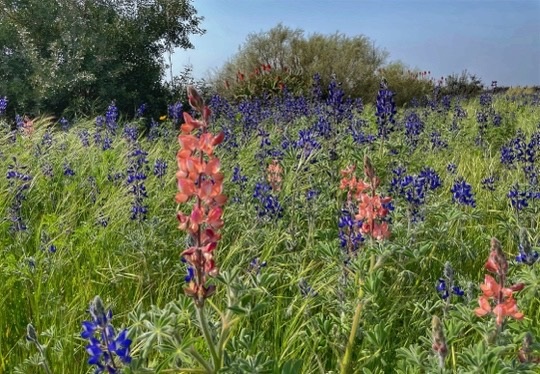 תורמוסים בפריחה מרשימה בפארק אריאל שרון - מישור החוף