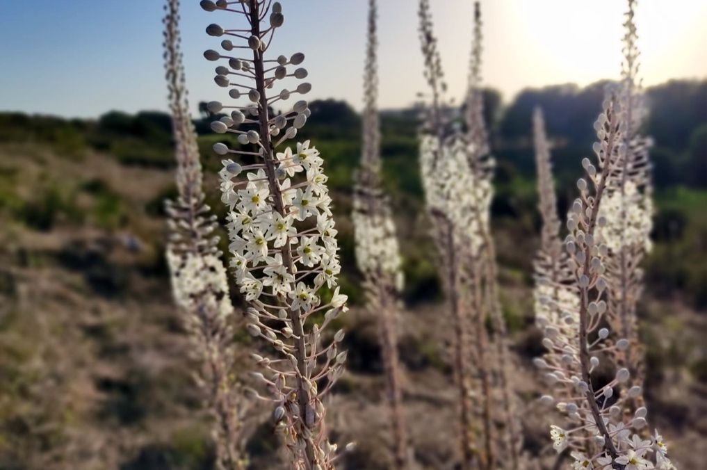 החצבים הראשונים פורחים כבר עכשיו: חצבים בפריחה בשמורת אודים