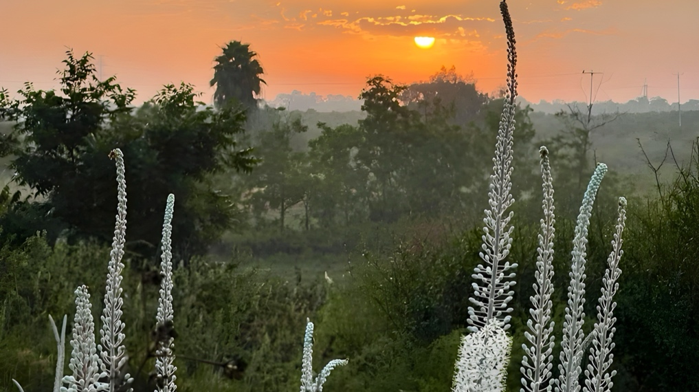 חצבים בפריחה בשמורה בשעת הזריחה. צילום: ענת דרזנין
