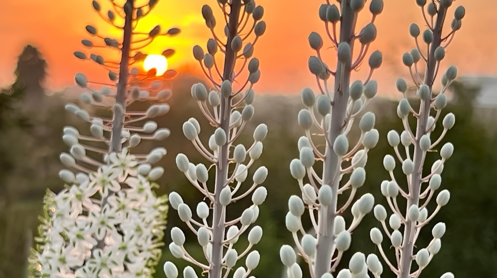 חצבים בפריחה בשמורה בשעת הזריחה. צילום: ענת דרזנין