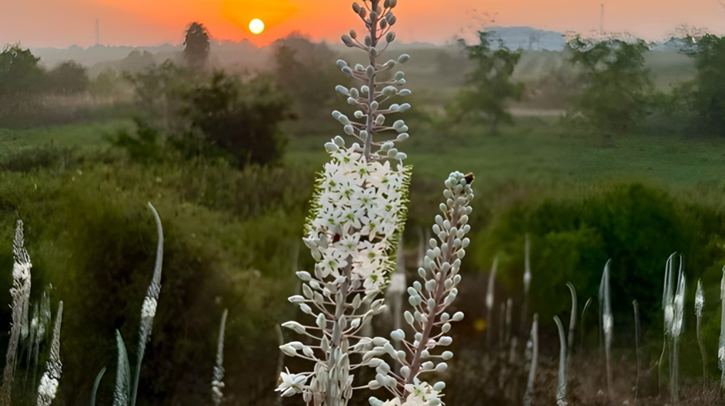 חצבים בפריחה בשמורה בשעת הזריחה. צילום: ענת דרזנין