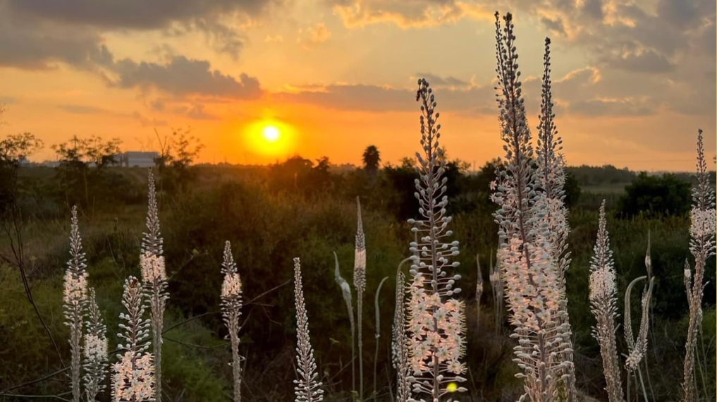 חצבים בפריחה בשמורה בשעת הזריחה. צילום: ענת דרזנין