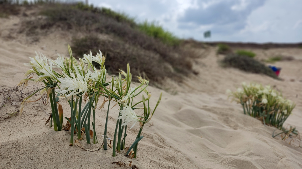 חבצלות בתל דור