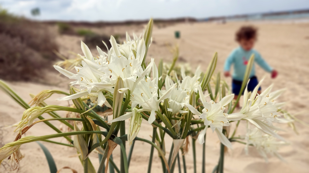 חבצלות בתל דור