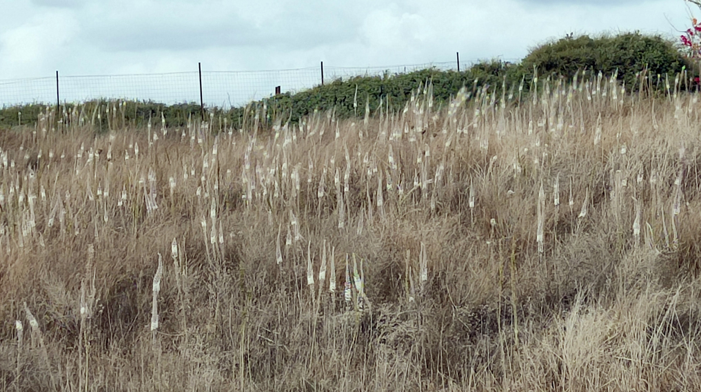פריחת חצבים בתל דור