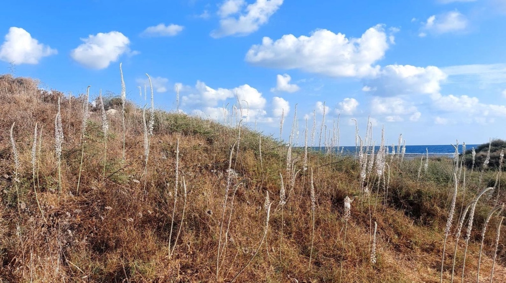 חצבים בתל דור