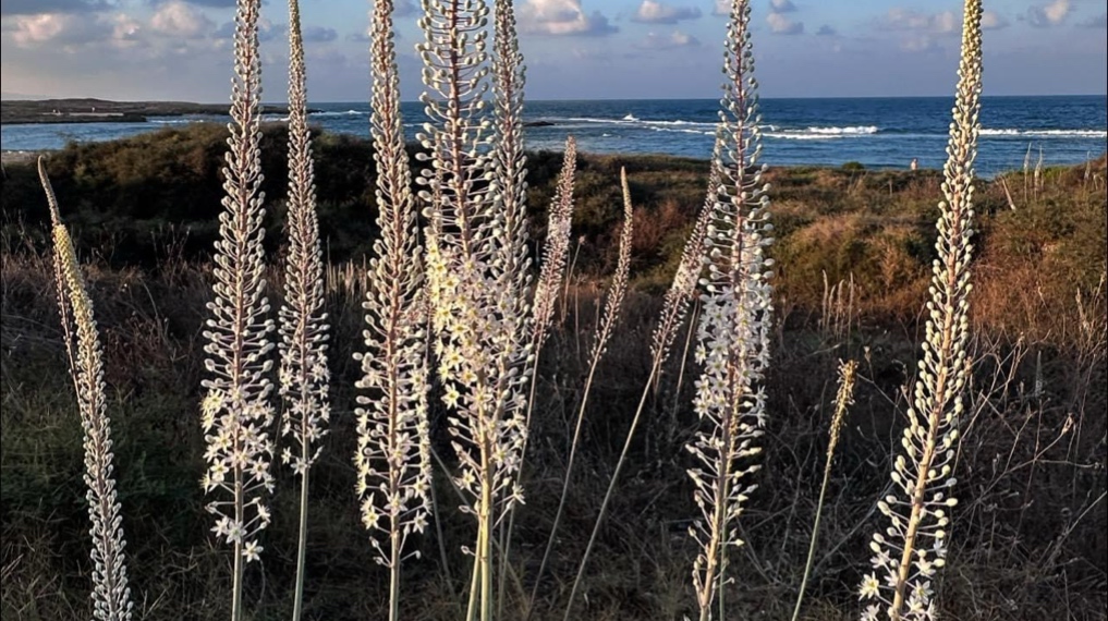 חצבים בתל דור