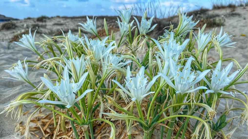 חבצלות בתל דור