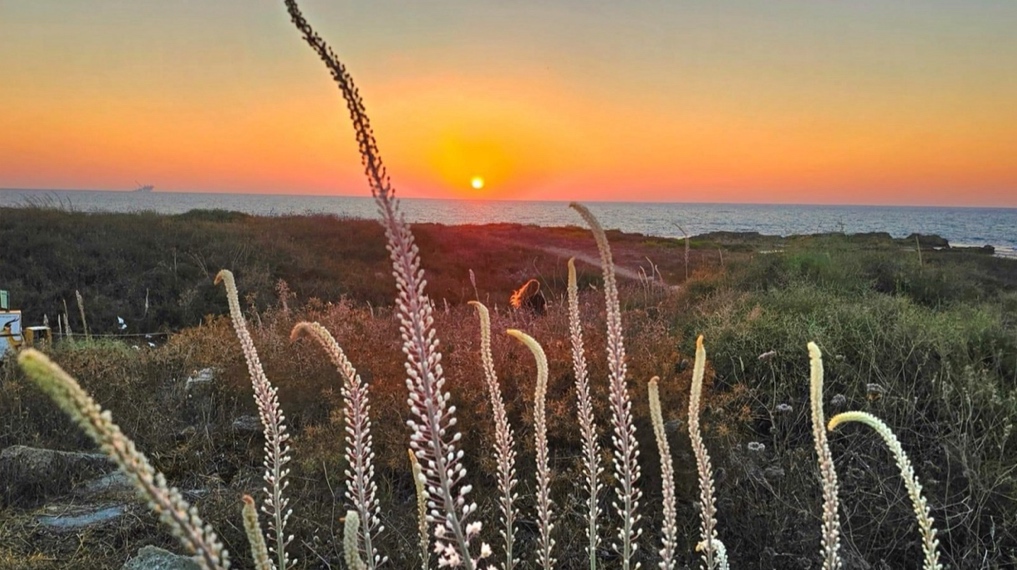 חצבים בתל דור