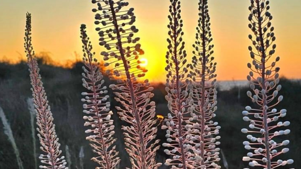 פריחת חצבים בשקיעה, סמוך לתל דור
