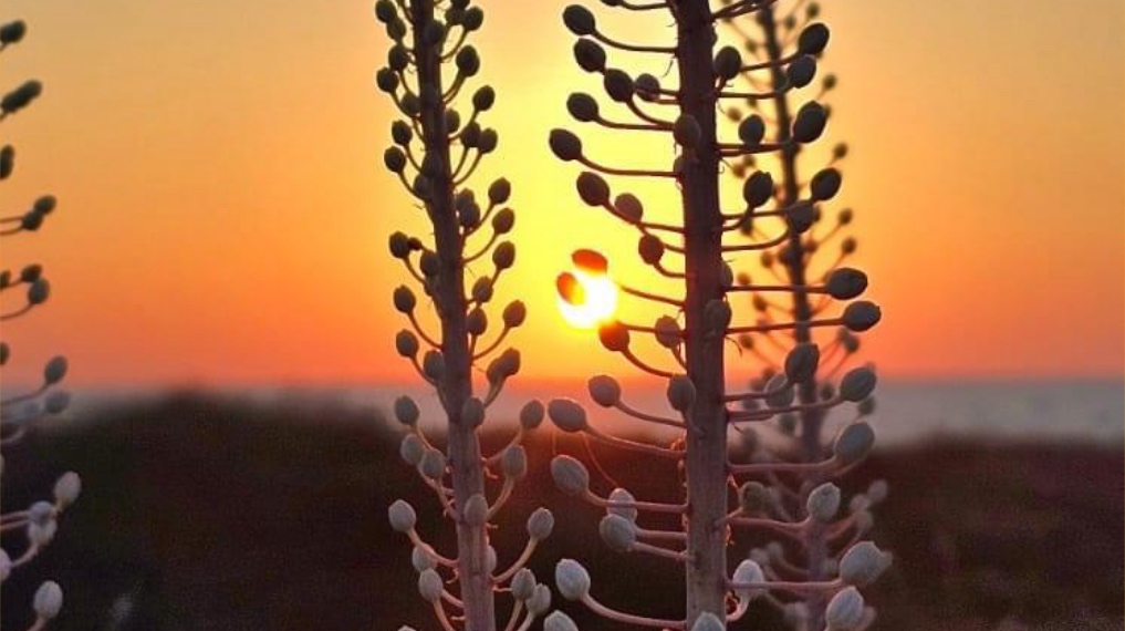חצבים בתל דור