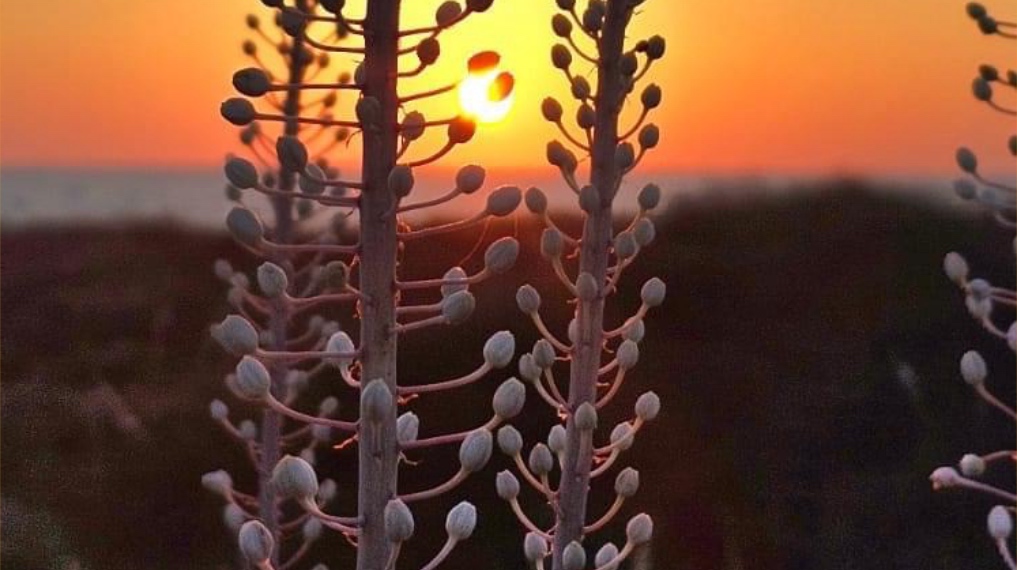 חצבים בתל דור