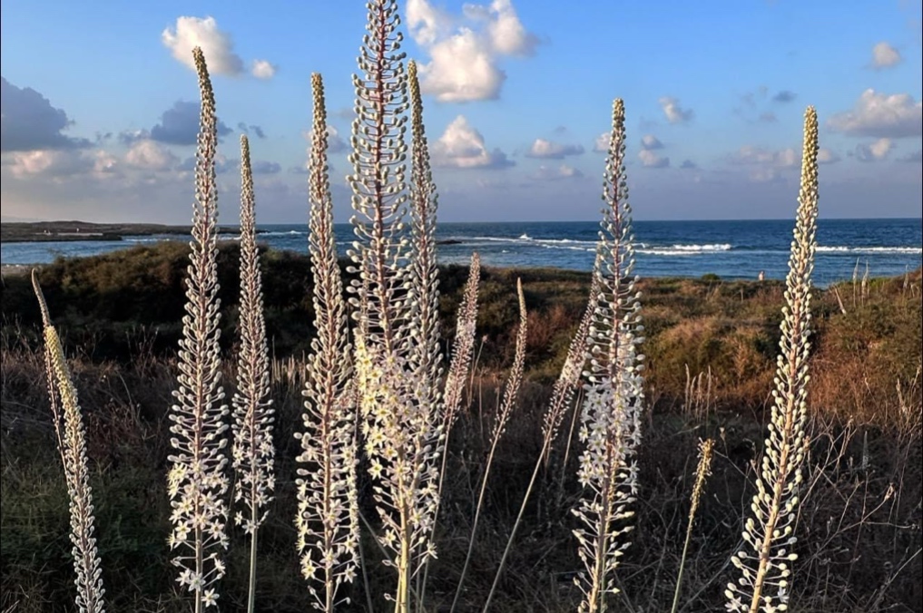המדריך השלם לטיולי תשרי - דיווחי פריחת חצבים וחבצלות: פריחת חצבים מרשימה למרגלות תל דור, מול הים