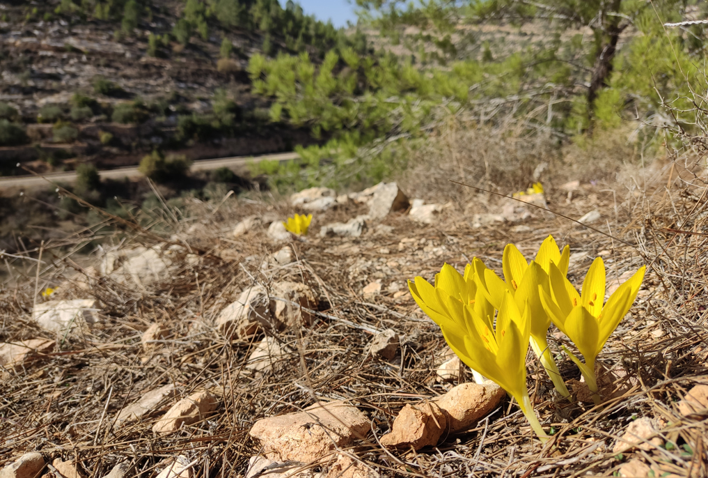 חלמוניות פורחות בשיפולי נחל רפאים, מול הכפר בתיר - הרי יהודה