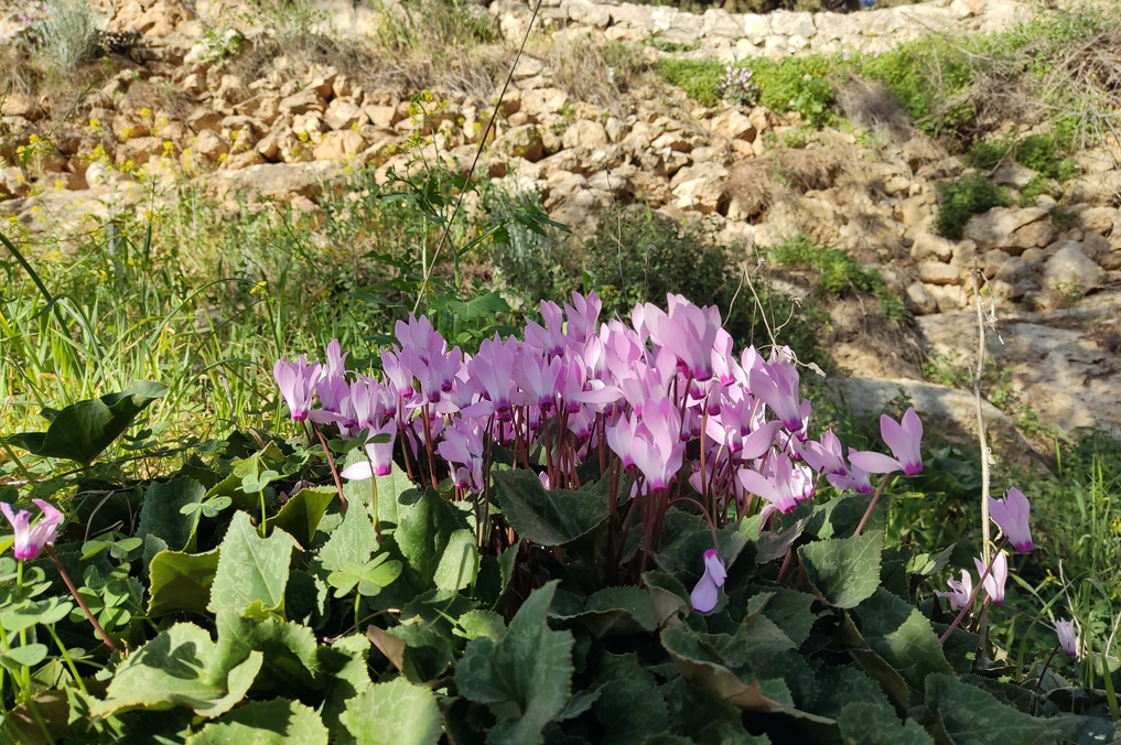 רקפות פורחות בבוסתן עין כרם - ירושלים