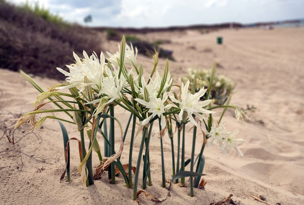 חבצלות בתל דור